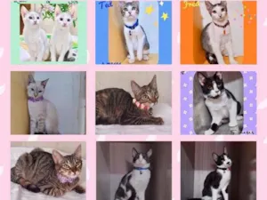 Gato raça Srd idade 2 a 6 meses nome Gatinhos lindos 