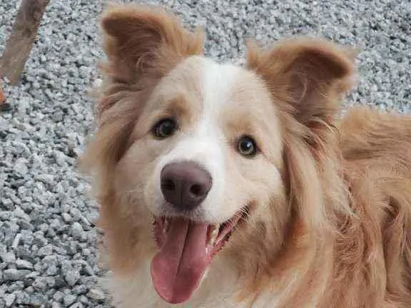Cachorro ra a Border Collie idade 1 ano nome Hunter