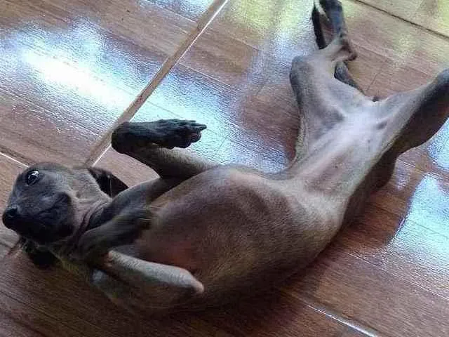 Cachorro ra a Pintchia misturado  idade 7 a 11 meses nome Polly 