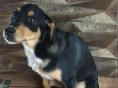 Cachorro raça  idade 1 ano nome Pingo 