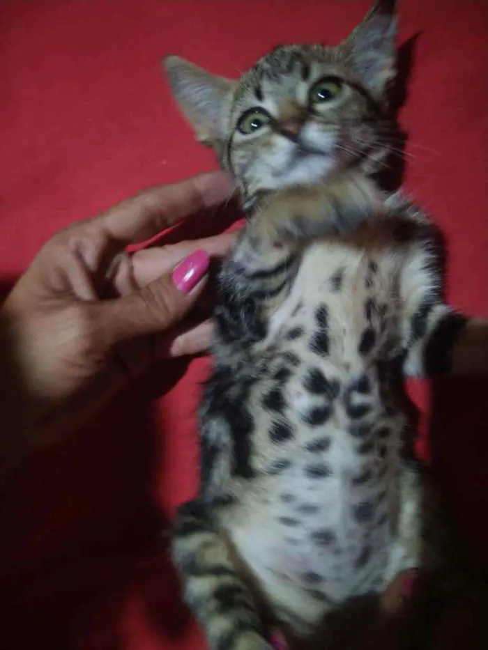 Gato raça Indefinida idade 2 a 6 meses nome Sem nome 