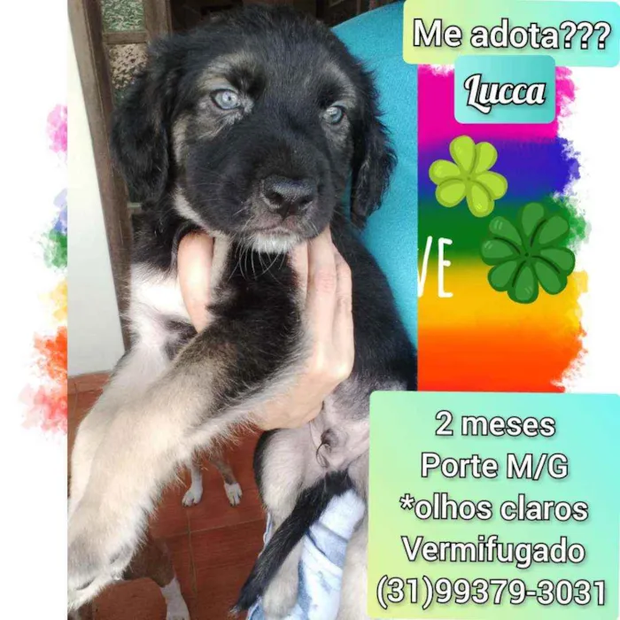 Cachorro raça SRD idade 2 a 6 meses nome Lucca