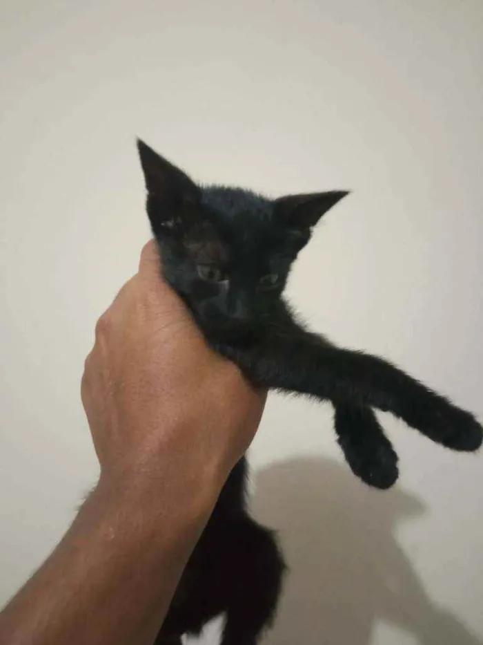 Gato ra a Não indentificada idade 2 a 6 meses nome Kyara