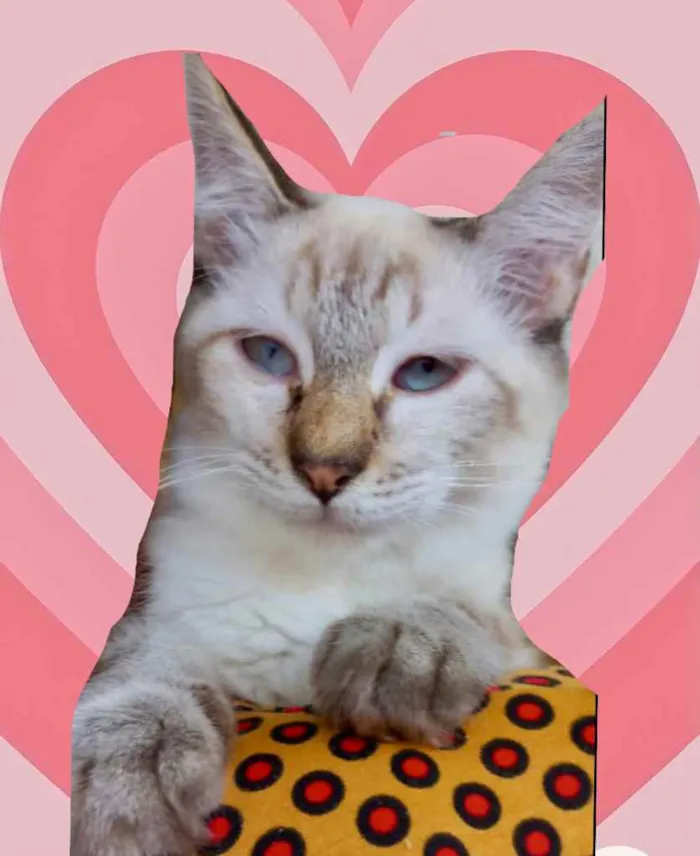 Gato raça Srd  idade 2 a 6 meses nome Misha bb3meses lindo