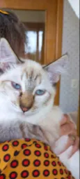 Gato raça Srd  idade 2 a 6 meses nome Misha bb3meses lindo