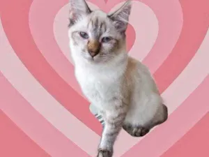 Gato raça Srd  idade 2 a 6 meses nome Misha bb3meses lindo