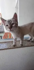 Gato raça Srd  idade 2 a 6 meses nome Pipoca bb3meses 
