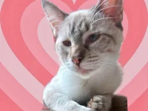 Gato raça Srd  idade 2 a 6 meses nome Pipoca bb3meses 