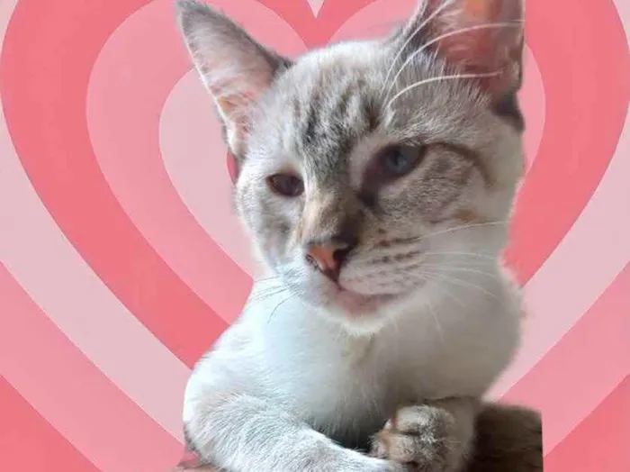 Gato raça Srd  idade 2 a 6 meses nome Pipoca bb3meses 