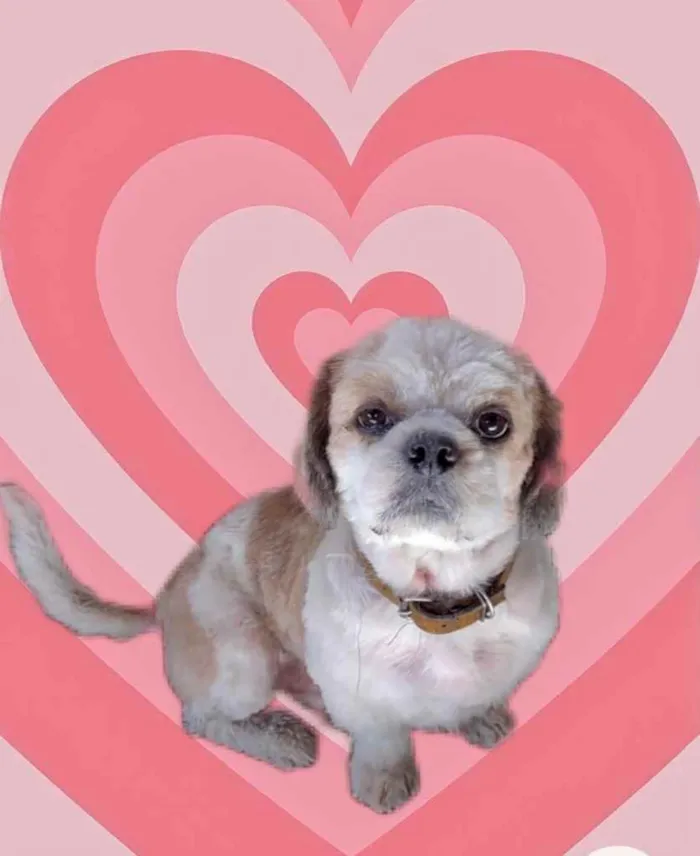 Cachorro raça Shitzu idade 4 anos nome Marshall Shitzu 