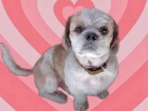 Cachorro raça Shitzu idade 4 anos nome Marshall Shitzu 