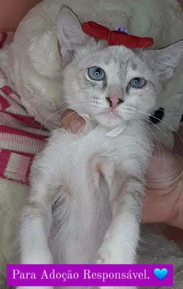 Gato ra a Sem raça definida.  idade Abaixo de 2 meses nome Linda