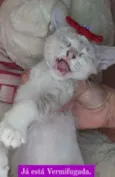 Linda