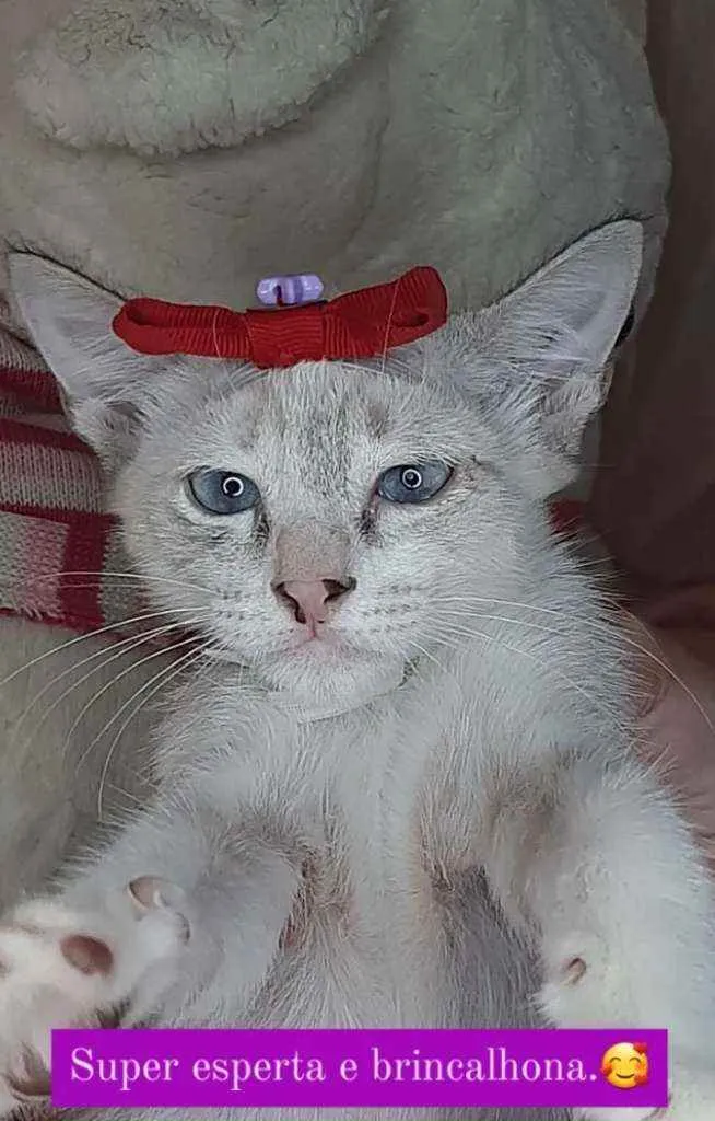 Gato ra a Sem raça definida.  idade Abaixo de 2 meses nome Linda