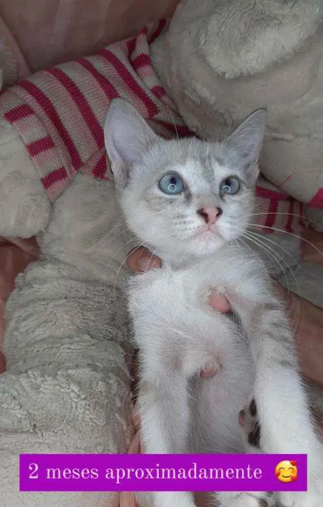 Gato ra a Sem raça definida.  idade Abaixo de 2 meses nome Linda