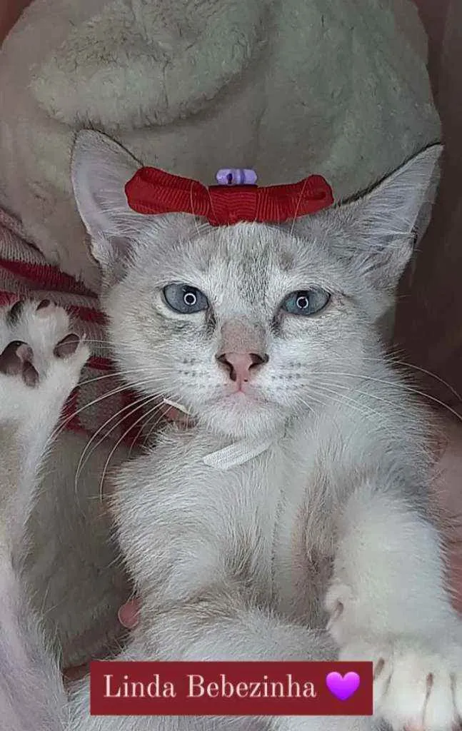 Gato ra a Sem raça definida.  idade Abaixo de 2 meses nome Linda