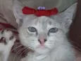 Linda