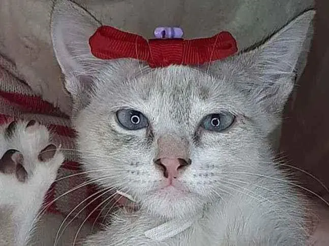 Gato ra a Sem raça definida.  idade Abaixo de 2 meses nome Linda