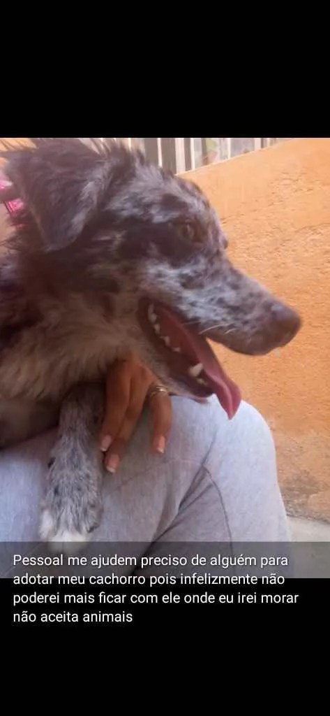 Cachorro ra a Vira lata  idade 1 ano nome Benco 