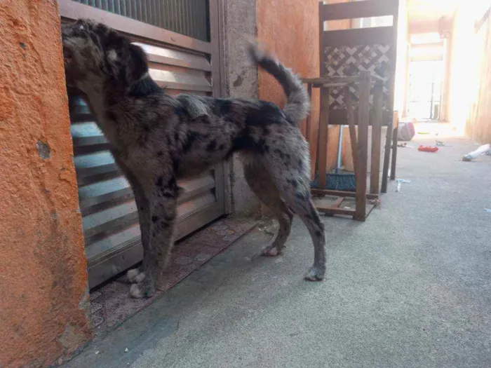 Cachorro ra a Vira lata  idade 1 ano nome Benco 