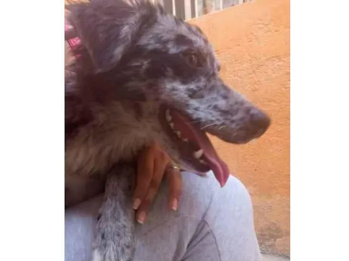 Cachorro ra a Vira lata  idade 1 ano nome Benco 