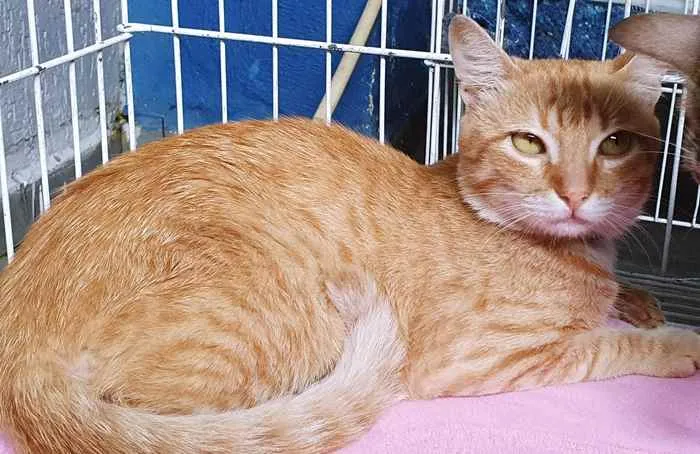 Gato raça SRD idade 2 a 6 meses nome REY LARANJA