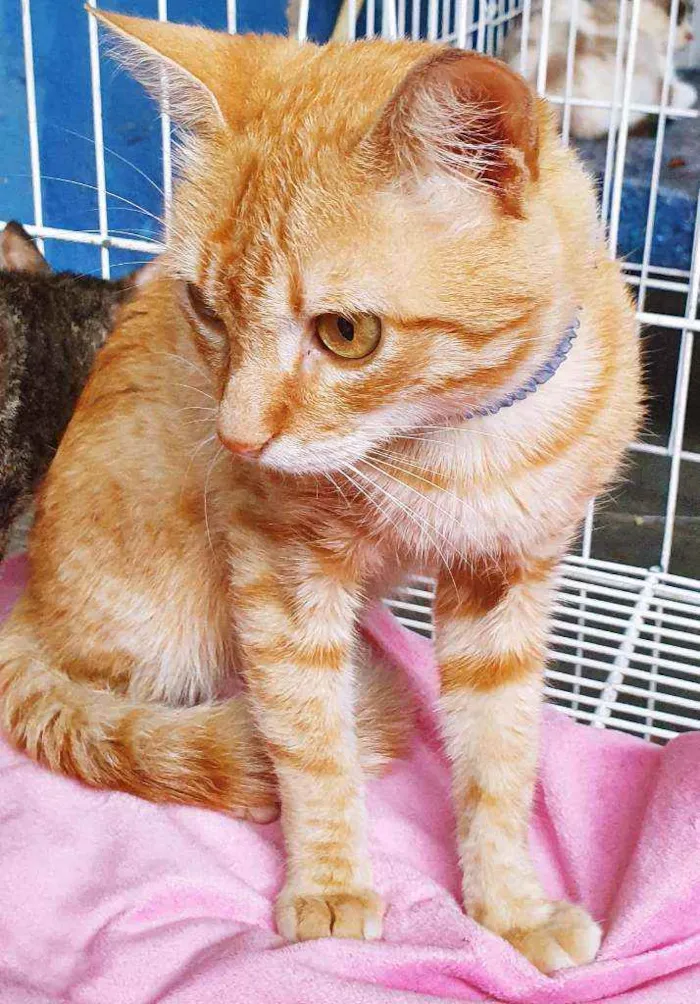 Gato raça SRD idade 2 a 6 meses nome REY LARANJA