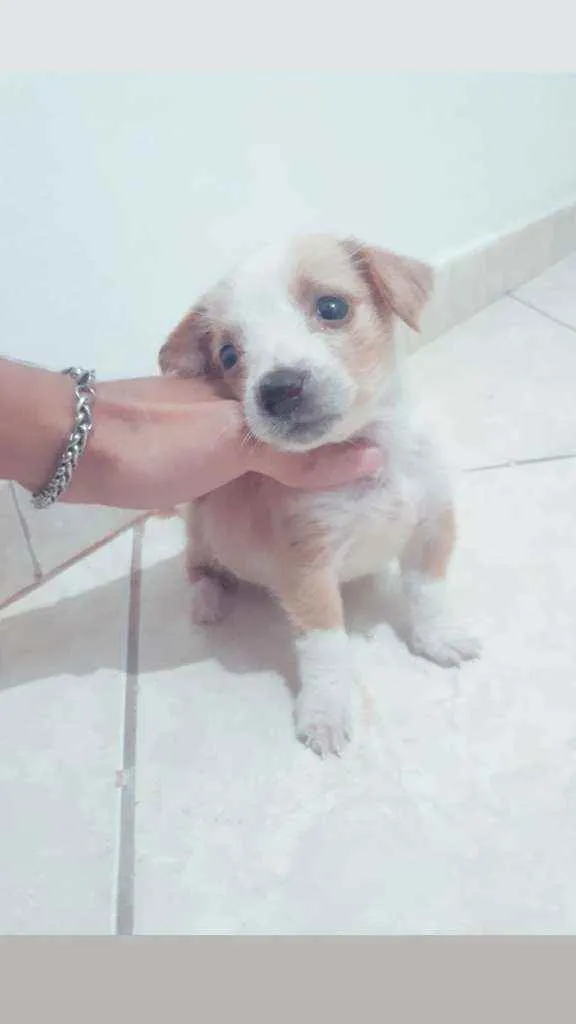 Cachorro ra a Vira lata idade Abaixo de 2 meses nome Sem nome