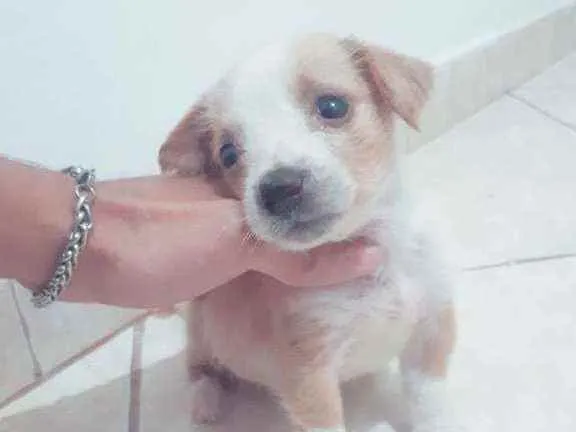 Cachorro ra a Vira lata idade Abaixo de 2 meses nome Sem nome