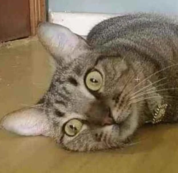 Gato ra a Srd idade 1 ano nome Maya 