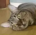 Maya