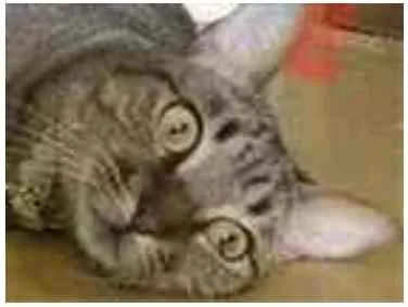 Gato ra a Srd idade 1 ano nome Maya 