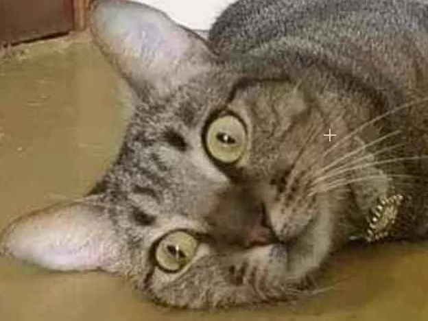 Gato ra a Srd idade 1 ano nome Maya 