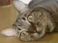 Maya