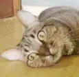 Maya