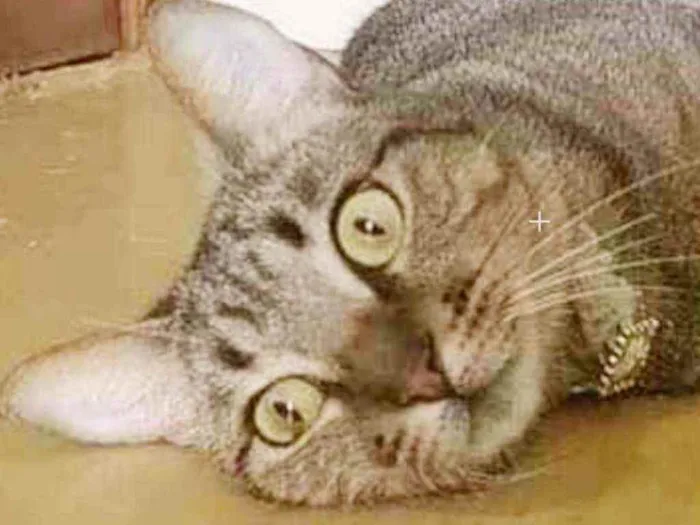 Gato ra a Srd idade 1 ano nome Maya 