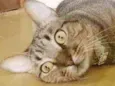 Maya