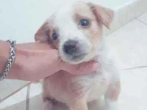 Cachorro ra a Vira lata idade Abaixo de 2 meses nome Sem nome