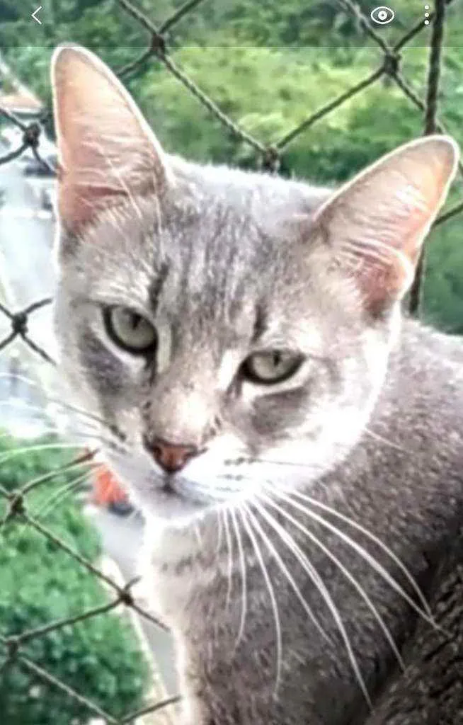 Gato ra a srd idade 7 a 11 meses nome BÓRIS