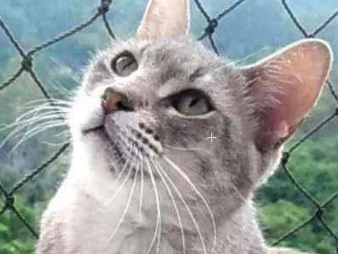 Gato ra a srd idade 7 a 11 meses nome BÓRIS