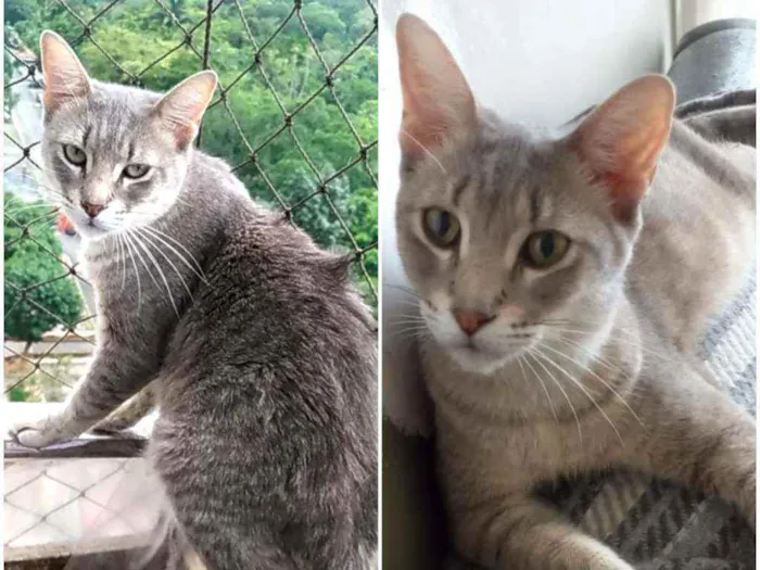 Gato ra a srd idade 7 a 11 meses nome BÓRIS