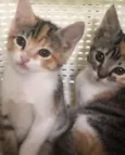 Branca & Morena