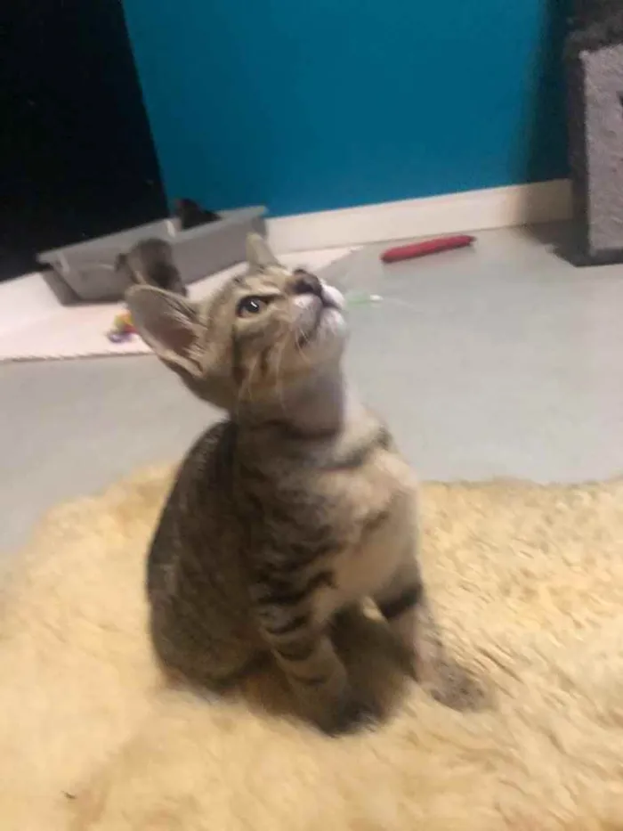 Gato ra a Srd idade Abaixo de 2 meses nome Eva