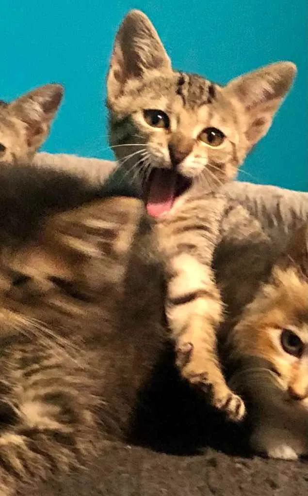 Gato ra a Srd idade Abaixo de 2 meses nome Eva