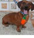 Cachorro raça  Dashchund idade 2 anos nome Lipe