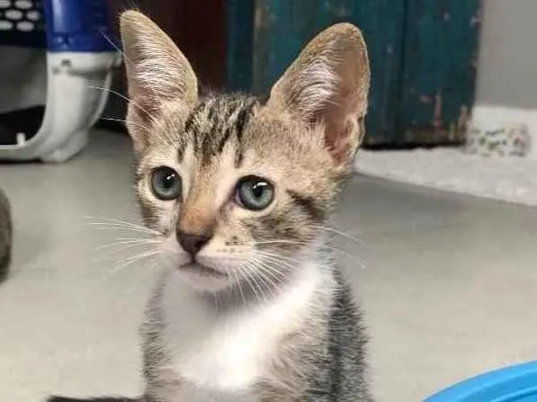 Gato ra a Srd idade Abaixo de 2 meses nome Marcelino 