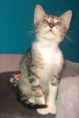 Marcelino 