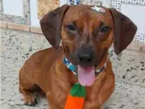 Cachorro raça  Dashchund idade 2 anos nome Lipe