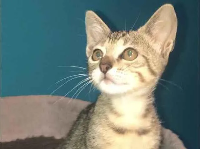 Gato ra a Srd idade Abaixo de 2 meses nome Eva