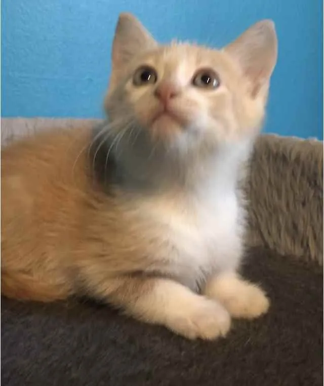 Gato ra a Srd idade Abaixo de 2 meses nome Bento